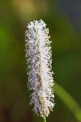 Plantago flower close up
