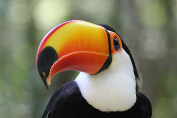 Naklejka premium Tucan