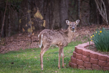 A North American White-tailed Deer stands in a yard in front of of landscape wall with flowers. Whitetail deer commonly forage on plants and also eat acorns, fruit and corn.