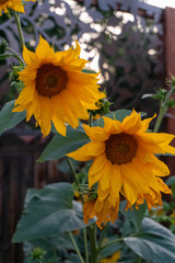 sunflower, flower, yellow, nature, summer, field, sun, plant, flowers, green, agriculture, sunflowers, garden, blossom, beauty, floral, bright, bloom, leaf, petal, beautiful, flora, petals, growth, se