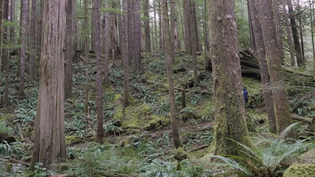 African American Male walking in forest on nature trail forest with tall trees pacific northwest