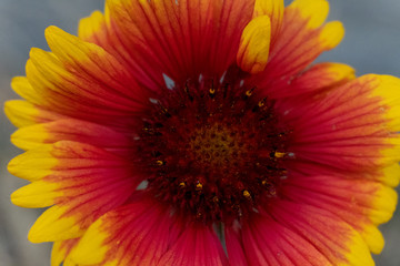 flower, yellow, nature, sunflower, daisy, summer, plant, bloom, orange, garden, macro, beauty, flowers, flora, gerbera, floral, petal, blossom, green, beautiful, sun, petals, gerber, red,