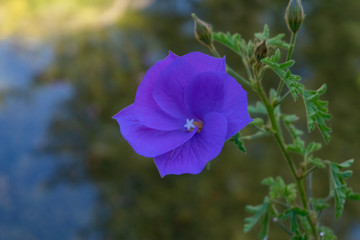 flower, nature, purple, pink, green, garden, plant, blossom, flowers, flora, summer, spring, blue, bloom, closeup, beauty, floral, rose, macro, violet, petal, beautiful, petals, leaves, natural