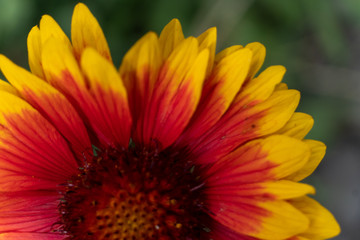 flower, yellow, nature, orange, plant, flowers, garden, macro, bloom, daisy, summer, green, beauty, red, petal, blossom, petals, flora, beautiful, floral, color, spring, bright, closeup, gazania