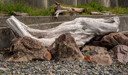 Driftwood atop beach rocks in Seattle #3
