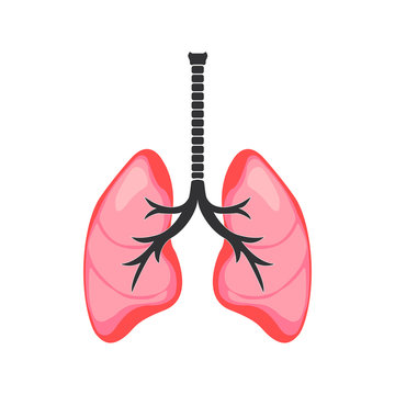 human lungs isolated on white background. Vector EPS 10