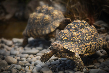 Leopard Tortoise