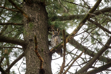 Great hornet owl, male near the nest in state park Wisconsin