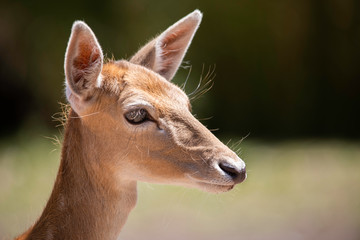 Deer Up Close