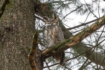 The great horned owl, sitting on a branch near the nest. Great horned owl is native American bird.