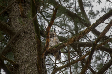 The great horned owl, sitting on a branch near the nest. Great horned owl is native American bird.