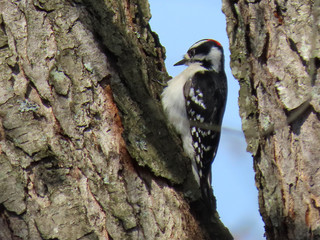 Male Downy Woodpecker in Tight Spot