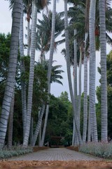 Paisaje de palmas 