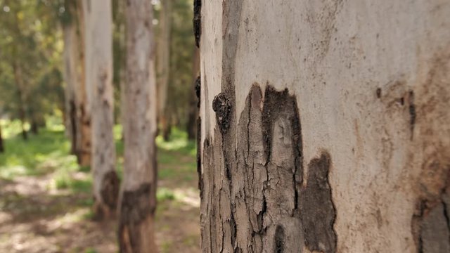 Eucalypt forest. Gum forest or gum trees in motion. Close-up of gum (Eucalyptus) bark on a tree in Israel.