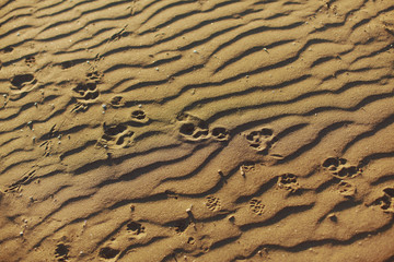 Paw prints of many anumals on sand