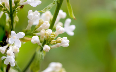 Lila blanc en fleur