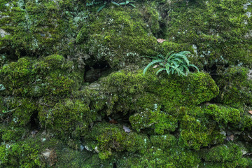 mousse et fougère sur mur de pierre