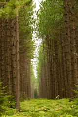 Coniferous forest in the summer in Minnesota.  © briannehoffman
