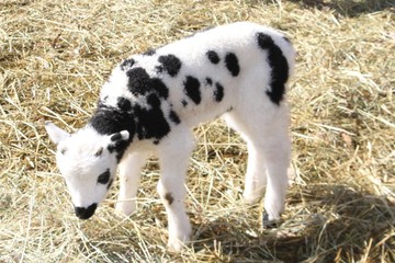 Fototapeta premium Jacob Sheep lamb