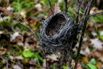 Empty nest found on a rainy day, photographed at Turtle River State Park, North Dakota. 