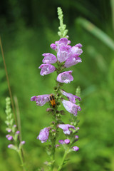 Obedient plant at Miami Woods in Morton Grove, Illinois with a goldenrod soldier beetle