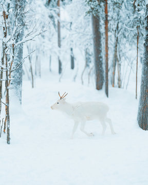 Photography by Charly Savely.