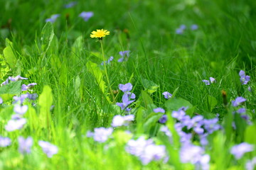 spring dandelion in green grasses