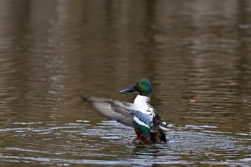 元気に羽ばたくハシビロガモオス