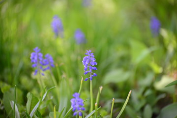 purple wilde  flowers in field
