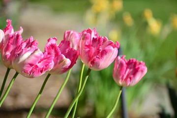 pink tulips in the garden