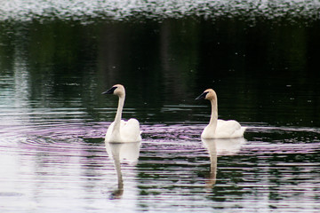 Trumpeter Swan - Cygnus buccinator, photographed at Rydell Wildlife Refuge, Minnesota. #2