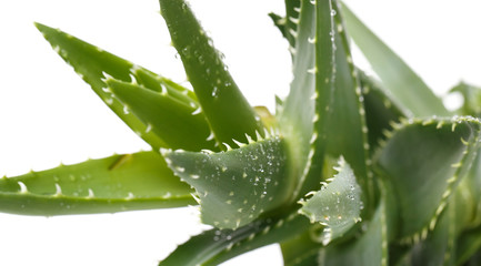 Aloevera on the table
