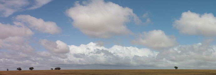 panorama of rural Australian dry grassy farm land stretching out under a cloud filled sky with native trees, good for native habitat, dotted along the horizon, Victoria, Australia