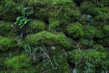 mousse et fougère sur mur de pierre