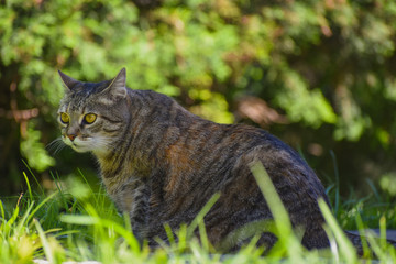 Cat in the garden
