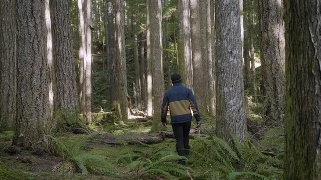 African American Male walking hiking away through lush green tall trees in forest pacific northwest