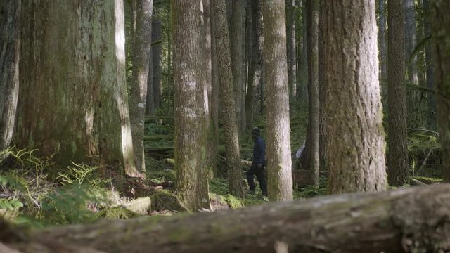 African American Male walking hiking through lush green tall trees in forest pacific northwest right to left