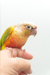 ウロコインコ、手乗り
