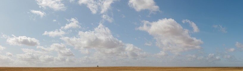 Fototapeta premium panorama of rural Australian dry grassy farm land stretching out under a cloud filled sky with native trees, good for native habitat, dotted along the horizon, Victoria, Australia