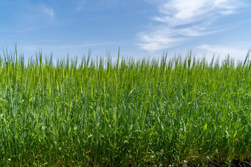 Young ear of wheat in a field in Saga prefecture, JAPAN.