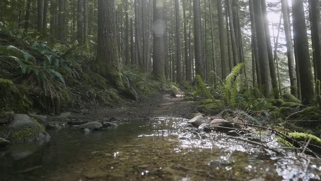 Hiking forest trail with sunlit water flowing over pacific northwest trees