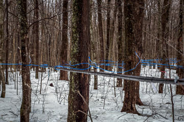 Collecting maple sap in spring.
