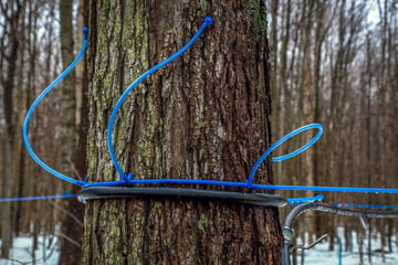 Modern plastic tap attached to a maple tree to collect sap. Canada.