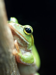 つぶらな瞳がとても可愛いシュレーゲルアオガエル