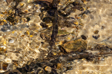 frog in small stream