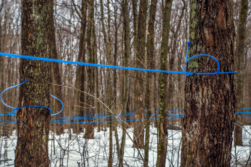 Wall mural modern maple syrup collection with blue tubes in a forest in quebec.