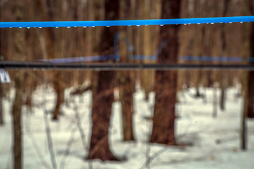 A commercial maple syrup operation uses plastic tubing to collect the sap.