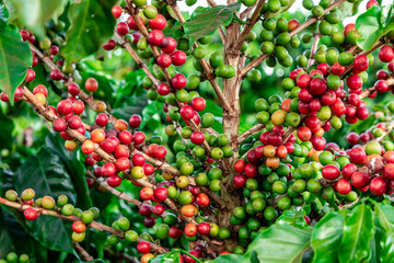 Closeup of coffee fruit in coffee farm and plantations in Brazil