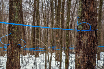 Modern maple syrup collection with blue tubes in a forest in Quebec.