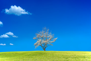 Fototapeta na wymiar 青空背景の緑地の丘に咲く1本の満開の桜の木。背景用素材